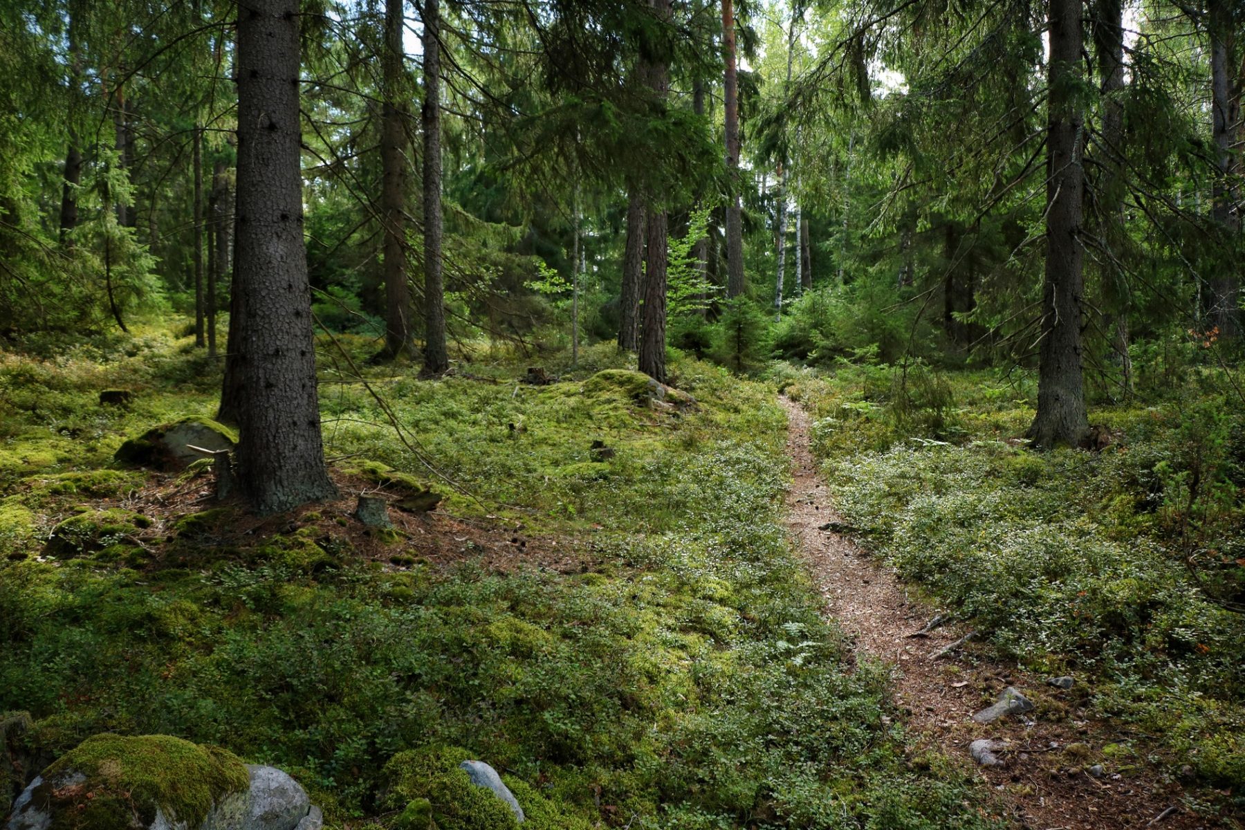 Skogsstig genom mossbeklädd granskog